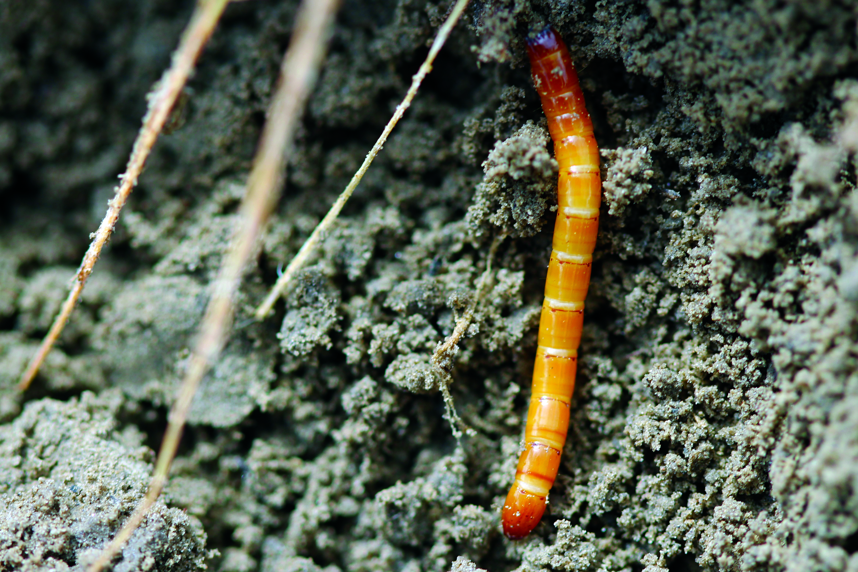 WW Larva2JPG